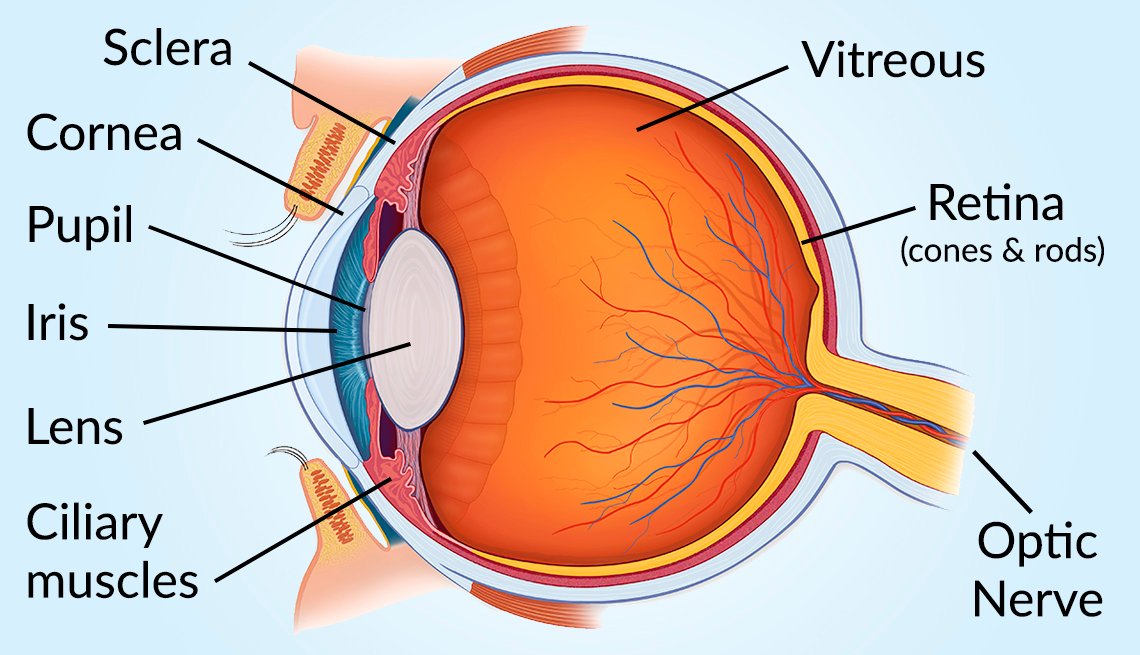 Anatomy of Eye with Retina
